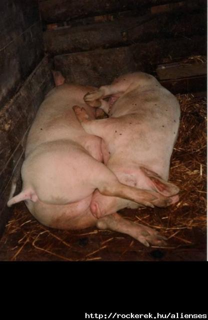 Schweinerei