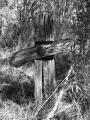 forgotten soul..