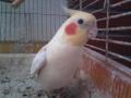 Misii :)