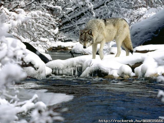 farkas-072