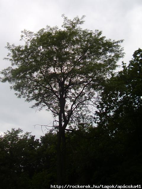 ris