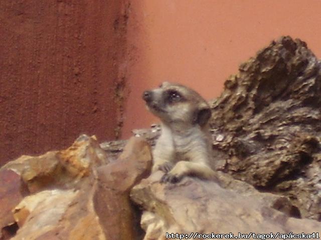 kukucs:)