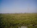 Puszta