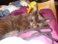 Gyilkos#9829; still miss him :/