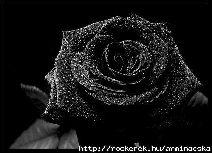 Black Rose