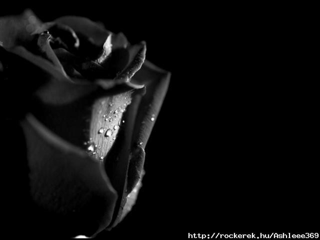 dark-and-red-rose-31000