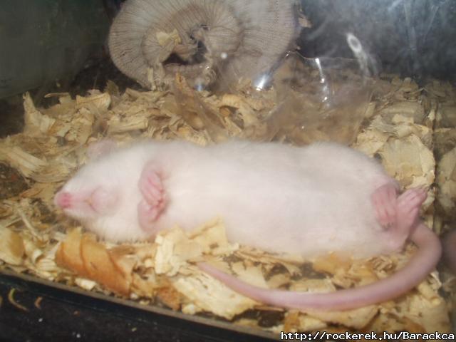 ..Hogy lehet gy aludni?!:D..