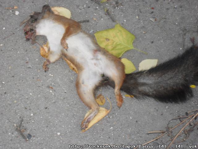 Dgltt cimbi B(  >@