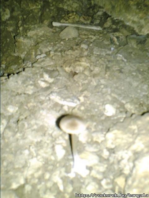 Gomba a barlangban