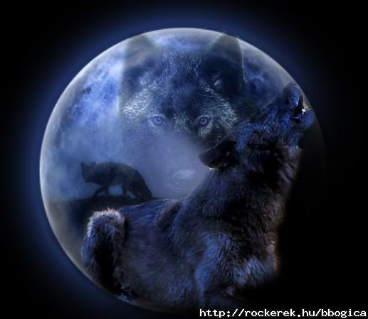 wolf