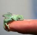 biolizard