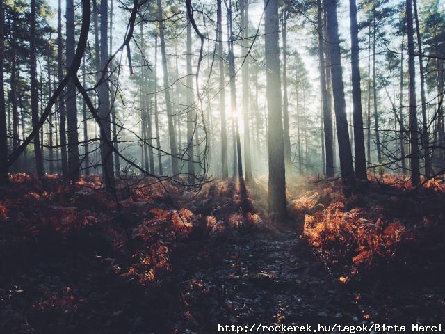 Forest