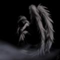 fallen-angel-wings-image-31007