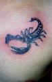 skorp