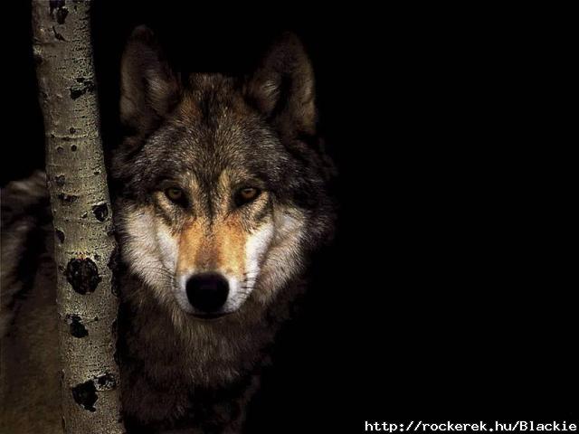 Wolf