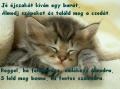 85501_cicamica69_20100726230559