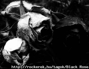 blackrose1