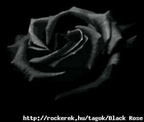 blackrose1[1]
