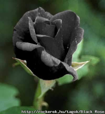 blackrose2vc[1]