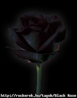 blackrose19