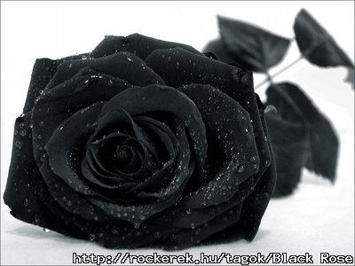 blackrose.00
