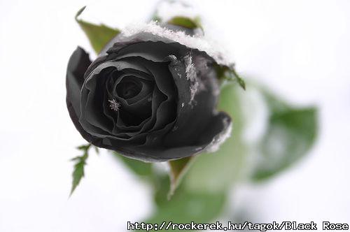 blackrose[2]