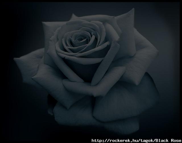 the_simple_rose2
