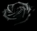 blackrose1[1]