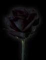 blackrose19