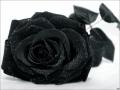 blackrose.00