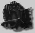 blackrose[1]