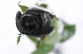 blackrose[2]