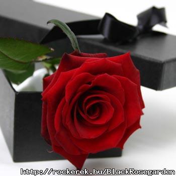 Single_Red_Rose_lg