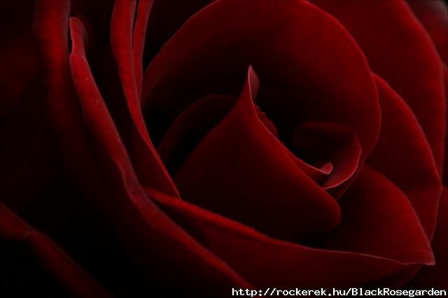 red-roses