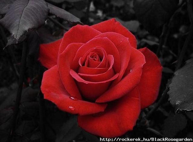 valentinesdayredrose
