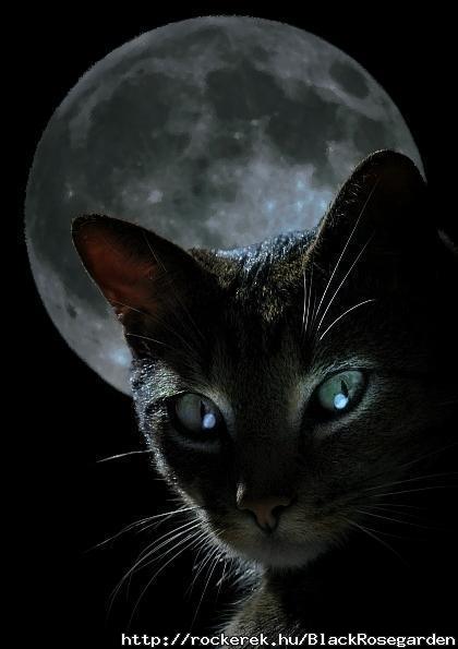 black-cat-moon