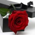 Single_Red_Rose_lg