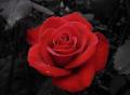 valentinesdayredrose