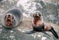 zombie seals