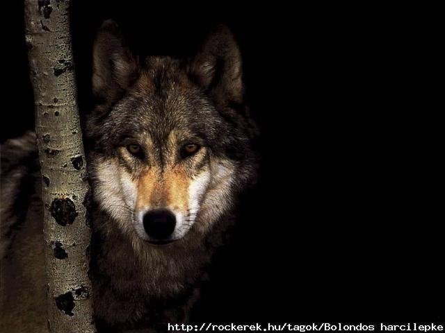 wolf-897891