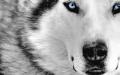 Mystic_Wolf_1280x800