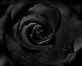 black-rose-dewdrops-goth-flower-1280x1024