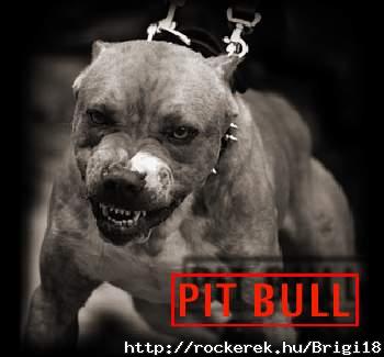 pit bull:)