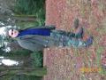 szarvas arbortum s n