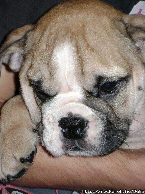 Daisy