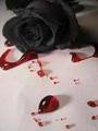 Beautiful-Bloody-Roses-roses-1239875_90_120