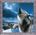 canislupus-PETRA
