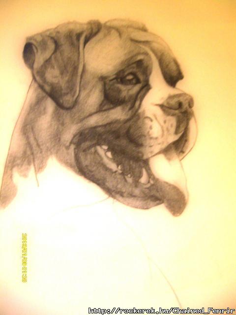 Boxer