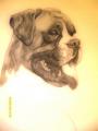 Boxer