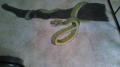 snake2